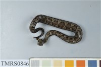 藏品(菊池氏龜殼花)的圖片